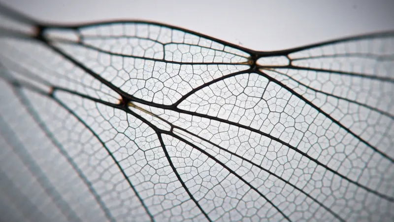 Gagner des amis par le biais des jeux concours